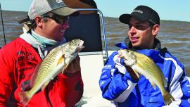 corvina_río de la plata