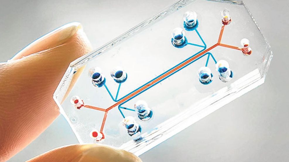 Promesa. Solange Massa es médica graduada de la Universidad Austral. Desde hace dos años trabaja como becaria de investigación en el laboratorio de Khademhosseini construyendo órganos en chip para pro