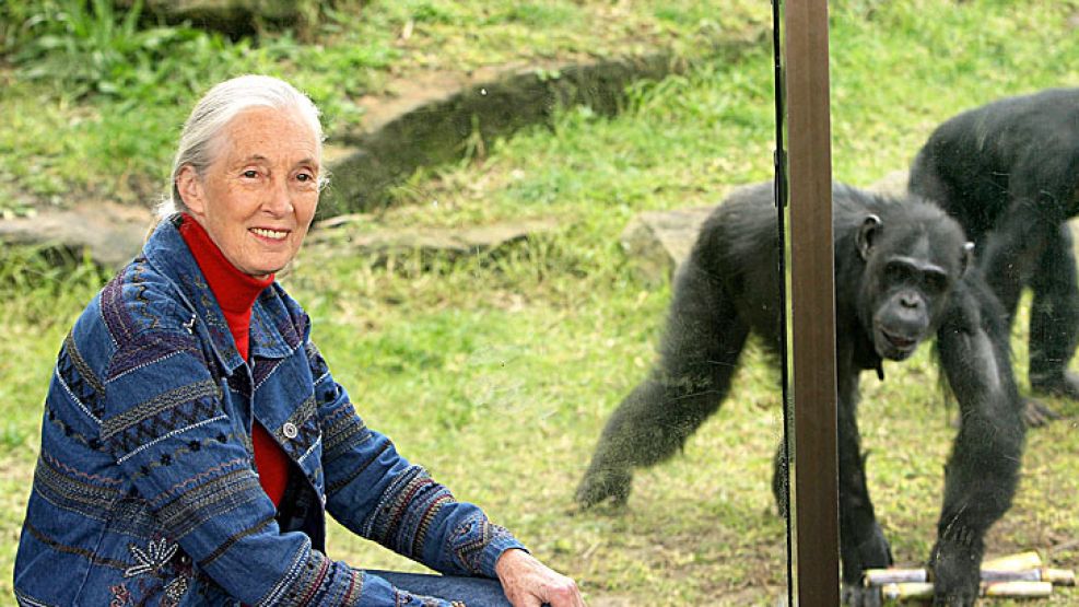 Líder. A sus 81 años, Jane Goodall sigue recorriendo el mundo con su mensaje a favor de la conservación del medio ambiente.