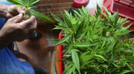 El Gobierno reglamentó en forma parcial la ley de cannabis medicinal