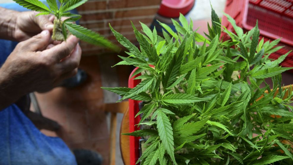 El Gobierno reglamentó en forma parcial la ley de cannabis medicinal