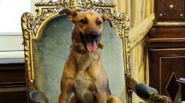 El perro del PRO se sentó en el sillón presidencial.
