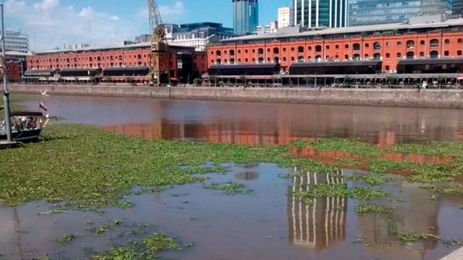Los camalotes llegaron a Puerto Madero.
