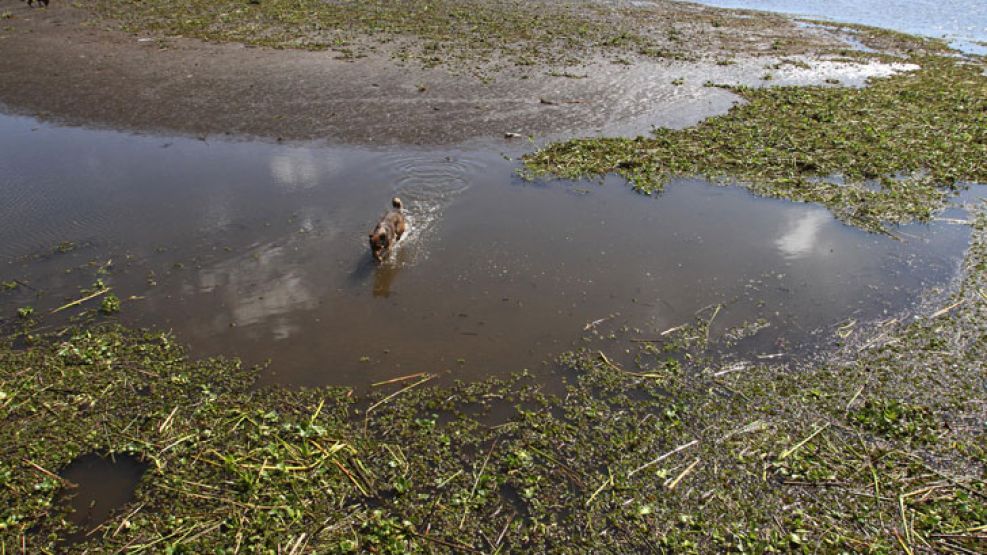 Un cadáver fue hallado en la costa de Quilmes.