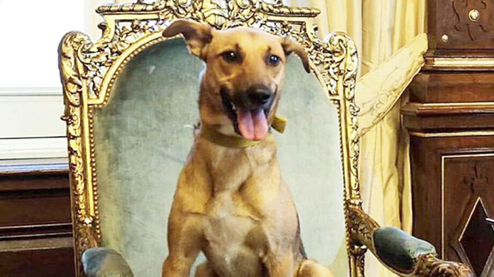 Significante PRO: su perro en el sillón de Rivadavia.