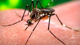 Confirman en Neuquén un caso de virus de Zika.