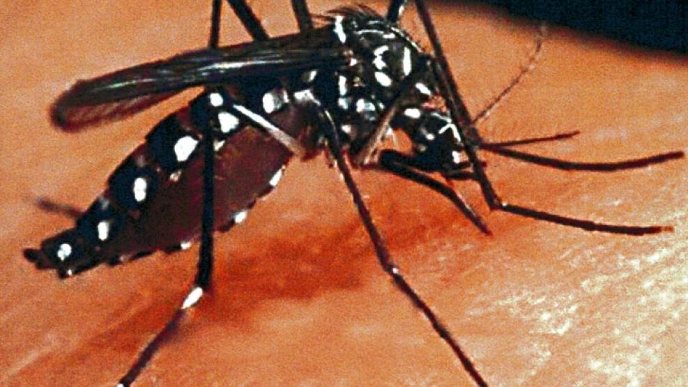 Los virus del Dengue y Zinka se transmiten por mosquitos.