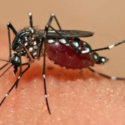 Cómo protegerse de los mosquitos2