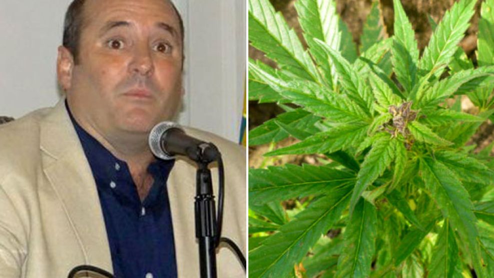 El intendente de General La Madrid quiere impulsar el cultivo de cannabis