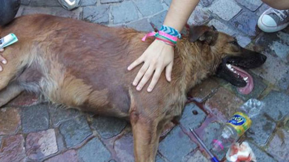 La perra resultó herida con una bomba de estruendo que fue arrojada por uno de los manifestantes.