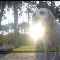 marley4