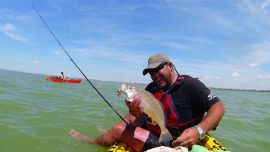 corvina captura