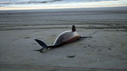 La Fundación Mundo Marino informó que el 25 de febrero, su equipo de especialistas rescató a 23 ejemplares de delfín franciscana. 