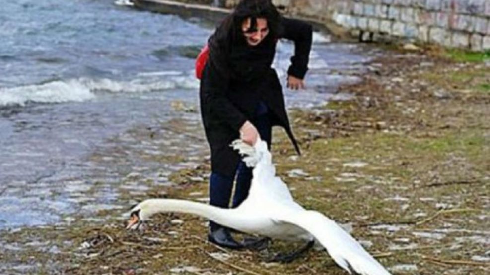 Repudiable. La mujer, en pleno forcejeo con el cisne.