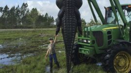 gator-florida
