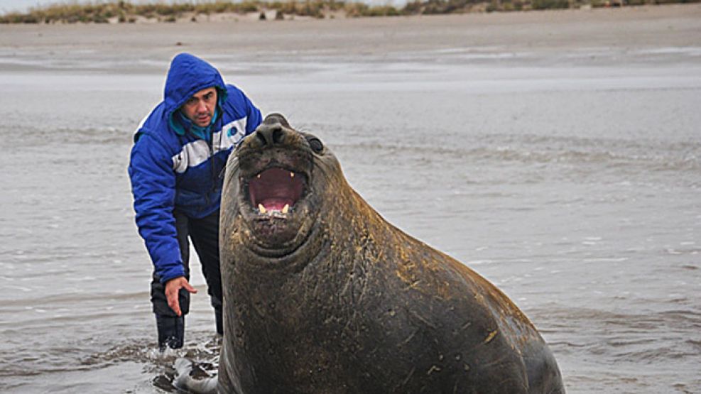 Rescatados. Un lobo marino y un elefante marino (foto) volvieron al Atlántico luego de aparecer varados en Gualeguaychú.