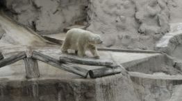 ARTURO. El oso polar, el único ejemplar del país, grave de salud.