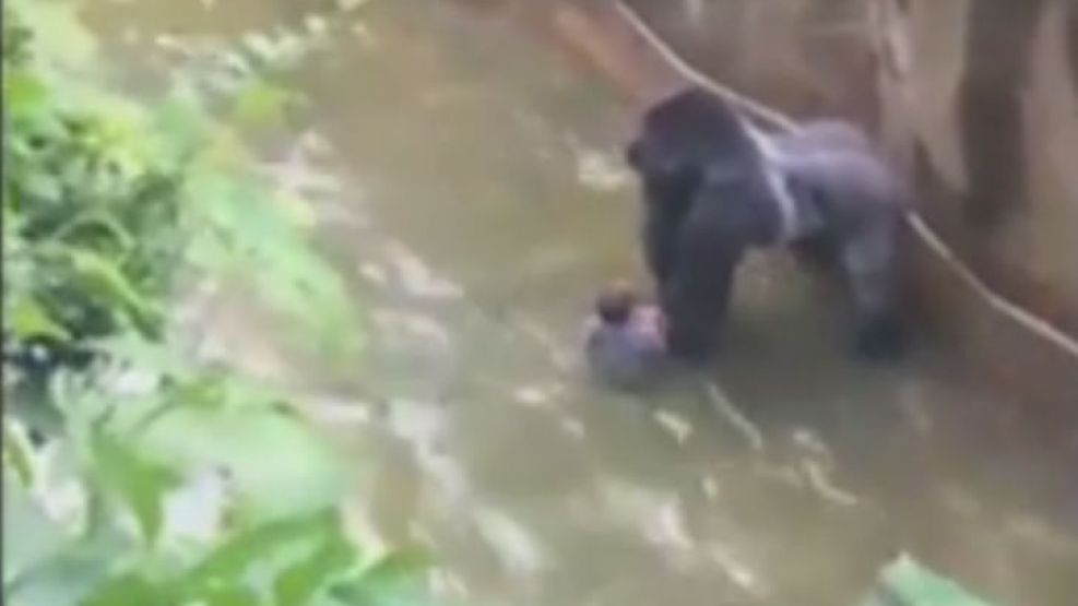 Mataron un gorila para salvar a un niño de 4 años en EE.UU.