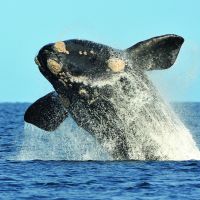Ballena Franca Austral en salto. Puerto Madryn. Foto Maxi Jonas_1