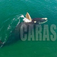 Ballenas en El Doradillo, por Maxi Jonas_1