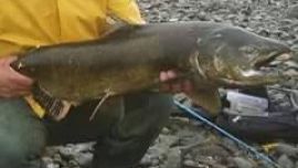 chinook