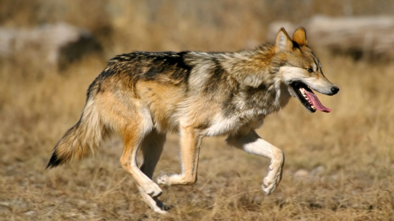 Ayudó a un lobo sediento en el desierto.