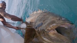 pescagrouper