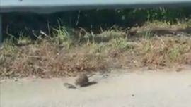 ratamadre990