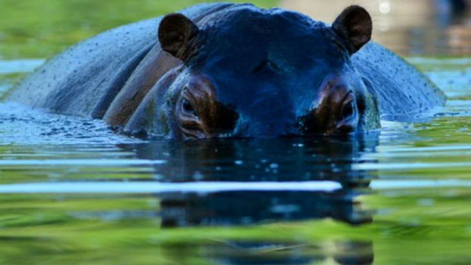 En un principio, Escobar tenía 4 hipopótamos. Hoy los animales llegan a 35 ejemplares.