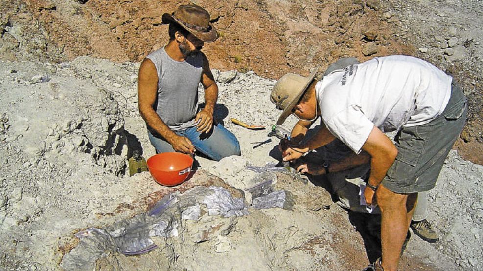 Expedicion. Apesteguía y Makovicky enyesando los huesos fósiles del dinosuario hallado en la provincia de Río Negro. 