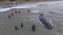 La ballena del tipo jorobada quedó el viernes pasado encallada a la altura de la calle 73, en Mar del Tuyú, a pocos metros de la costa.