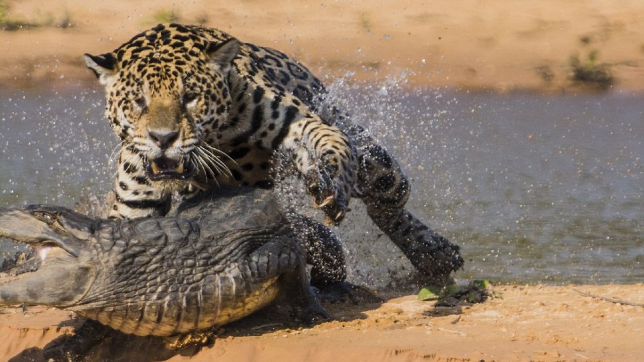 Jaguar ataca a cocodrilo escondido en un río | Weekend