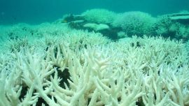 990decoloracioncoral