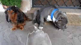 990perrosarrepentidos