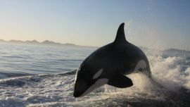 orcassurfeando990