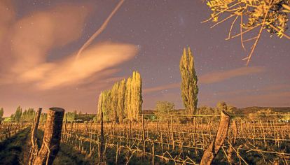 Técnica. El movimiento de los astros genera vinos que los sommeliers recomiendan cada vez más
