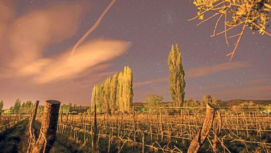 Técnica. El movimiento de los astros genera vinos que los sommeliers recomiendan cada vez más