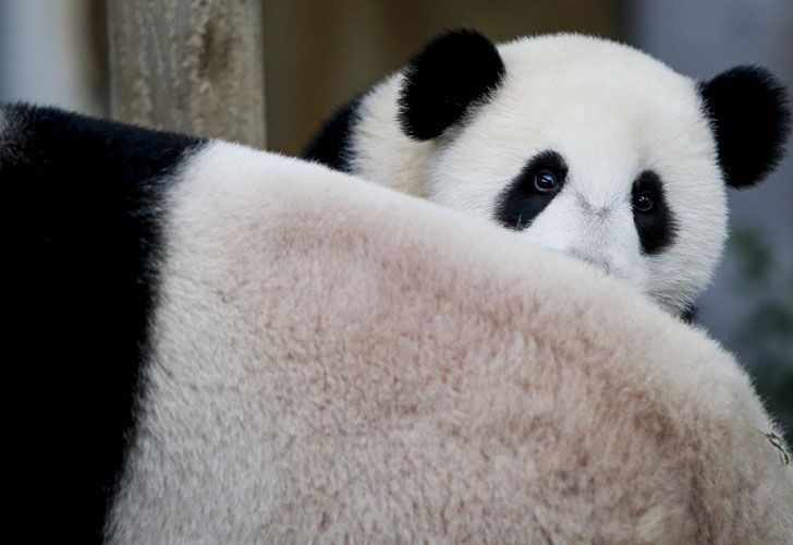 Xing Xing y Liang Liang llegaron en 2014 al zoo. 