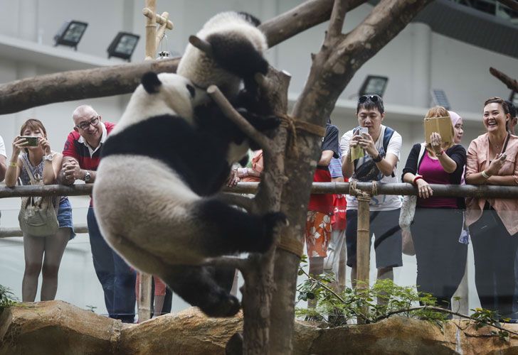 Xing Xing y Liang Liang llegaron en 2014 al zoo. 