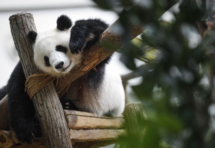 Xing Xing y Liang Liang llegaron en 2014 al zoo. 