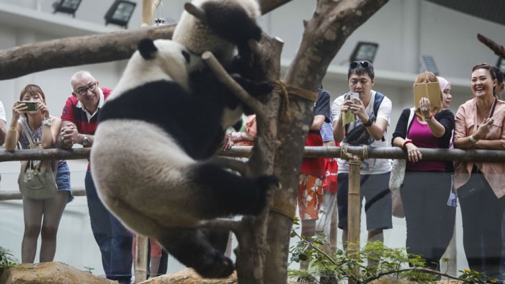 Xing Xing y Liang Liang llegaron en 2014 al zoo. 