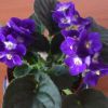 como-cultivar-violetas-en-macetas