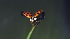 990vaquitasanantonio