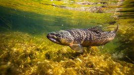 fiesta provincial marrones migratorias limay medio