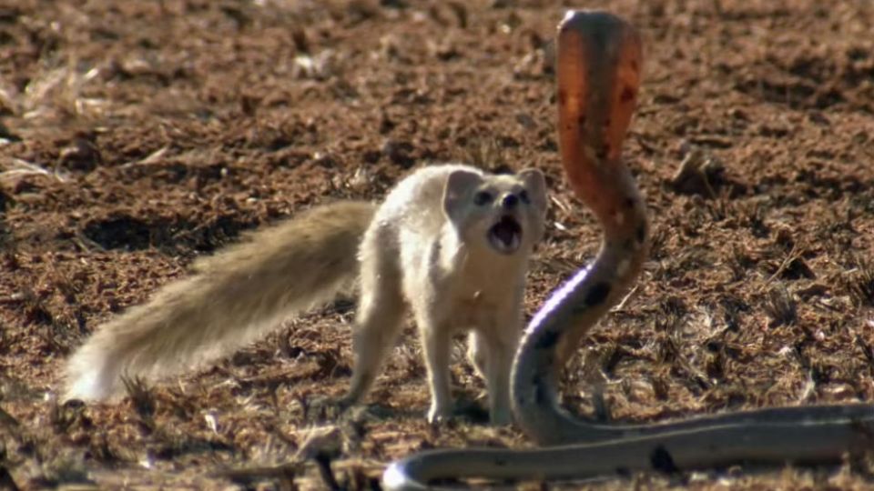 Club de la pelea animal mangosta vs cobra Weekend