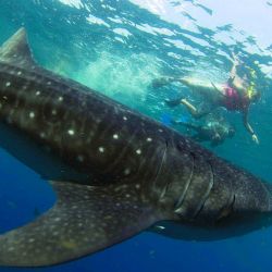 swimming-with-whale-sharks-in-isla-holbox