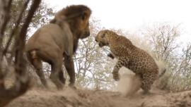 990leopardoleon