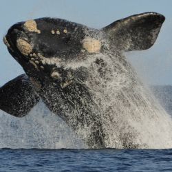 ballena-franca-austral-en-salto