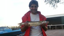 tahier