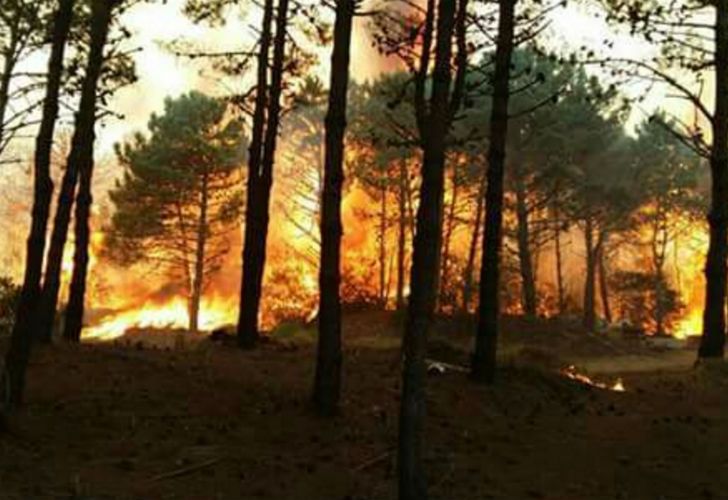 Fuerte incendio se extiende en los bosques de la Costa argentina. 